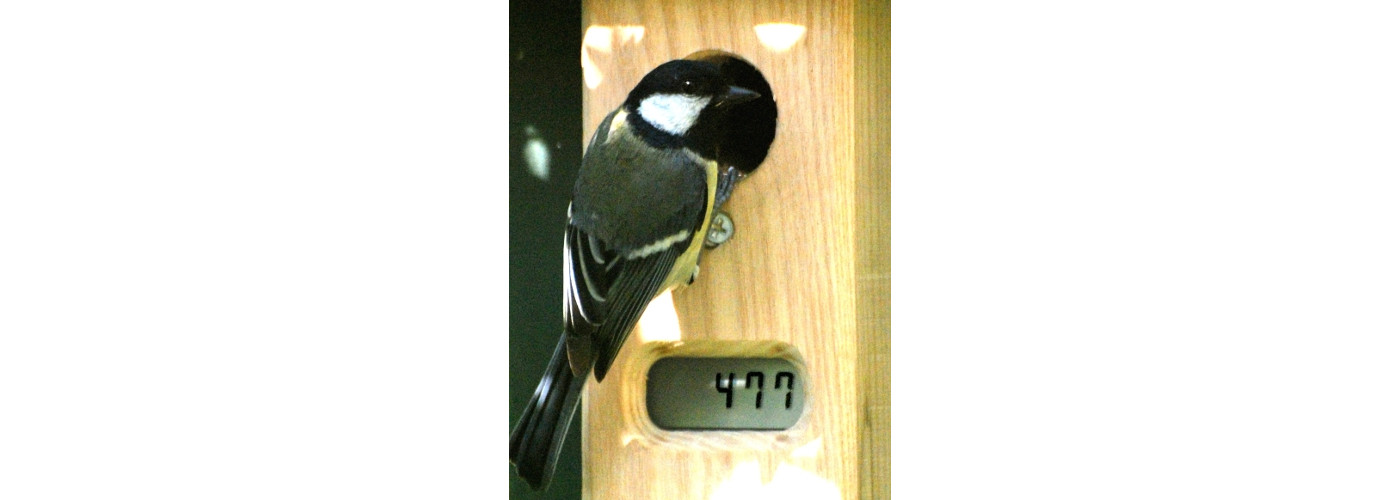 Great tit sitting at the entrance to a nestbox fitted with a visit counter